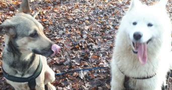 charlotte pet sitter à MARLY 57155_2