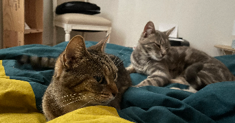 emilie pet sitter à CHALONNES SUR LOIRE 49290_1