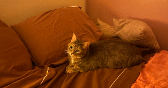 angélique pet sitter à MASSY 91300_1