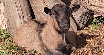 sabrina pet sitter à ST PIERRE EN AUGE 14170_3