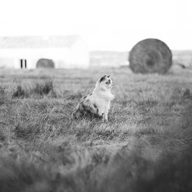 elora pet sitter à LABASTIDE BEAUVOIR 31450_0