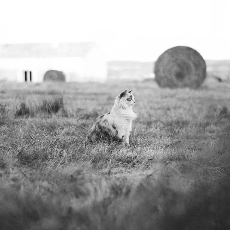 elora pet sitter à LABASTIDE BEAUVOIR 31450