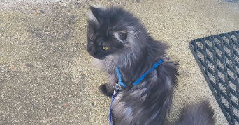 célia pet sitter à ST JEAN DE LA RUELLE 45140_2