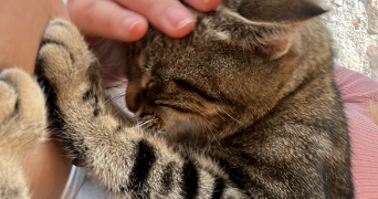 emilie pet sitter à DACHSTEIN 67120_1