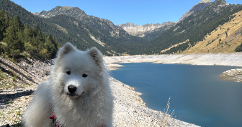 quentin pet sitter à LONGUENEE EN ANJOU 49770_0