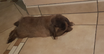 Vanessa pet sitter à Fontenay-Saint-Père 78440_6