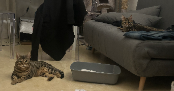 alicia pet sitter à ST MARTIN D HERES 38400_9