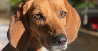 lola  pet sitter à Bousbecque 59166_1