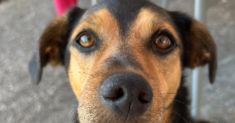 lisa pet sitter à LE TEICH 33470_2