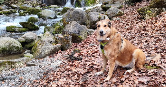 guylène pet sitter à AYSE 74130_2