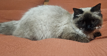 nathalie pet sitter à VAILHAUQUES 34570_2