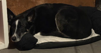 valentine pet sitter à ST LEGER LA MONTAGNE 87340_4