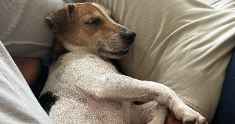 clementine pet sitter à ST LEU LA FORET 95320_9