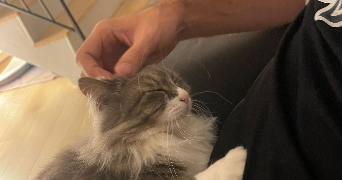 kevin pet sitter à ROISSY EN FRANCE 95700_2
