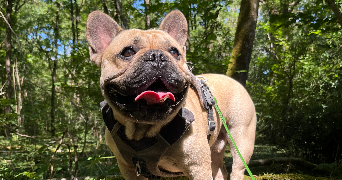 romain pet sitter à ITEUIL 86240_0