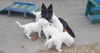 maëlly pet sitter à BEAUPREAU EN MAUGES 49600_1