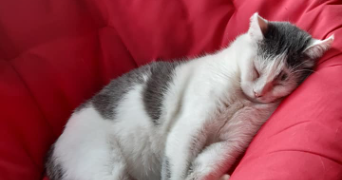 amandine pet sitter à TANNAY 08390_2