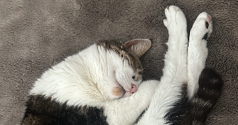 nolwenn cat sitter à PARIS 15 75015_3