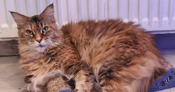 chrystelle pet sitter à IVRY LA BATAILLE 27540_2