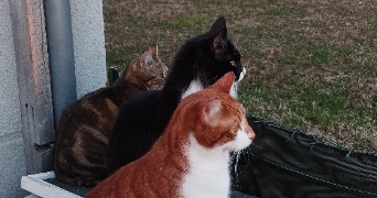 eva pet sitter à CANTENAY EPINARD 49460_0