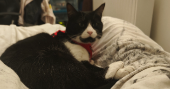 alexandra pet sitter à BAYONNE 64100_3