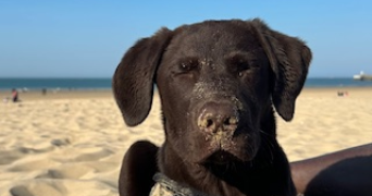 isaline pet sitter à CALAIS 62100_1