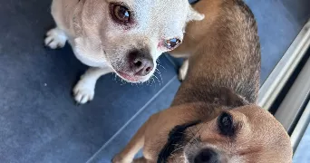 caroline pet sitter à LE PECQ 78230
