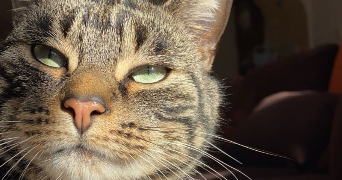 camille pet sitter à BREST 29200_2