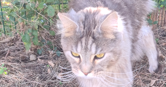 laëtitia pet sitter à BRIVE LA GAILLARDE 19100_8