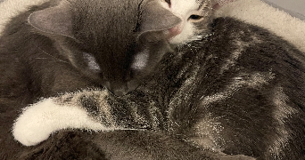 rivière pet sitter à LIANCOURT 60140_7