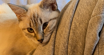 margot pet sitter à BORDEAUX 33000_3