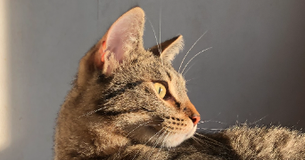 alexis pet sitter à STE LUCE SUR LOIRE 44980_1