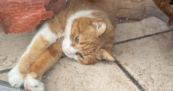 célina pet sitter à LILLE 59000_6