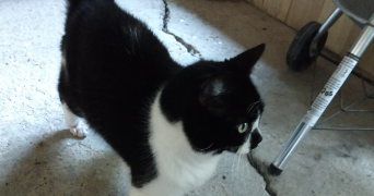 leidy pet sitter à PARIS 17 75017_1