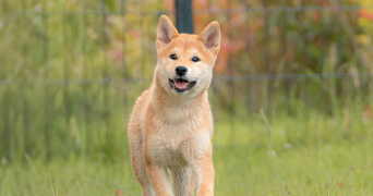 luna pet sitter à BOIS GUILLAUME 76230_9