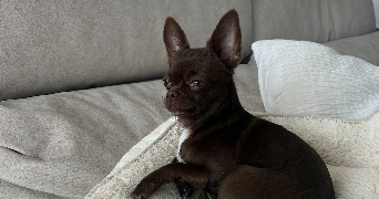 savannah pet sitter à BASTIA 20200_5