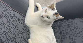 juliette pet sitter à ST ETIENNE 42100_1