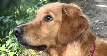 ethan pet sitter à BUC 78530
