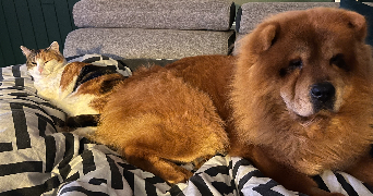 Melaina pet sitter à LA VERPILLIERE 38290_1