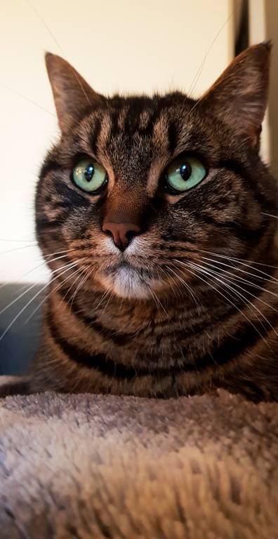 Mathilde pet sitter à Orée-d'Anjou 49270_1