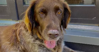 lou pet sitter à Besançon 25000