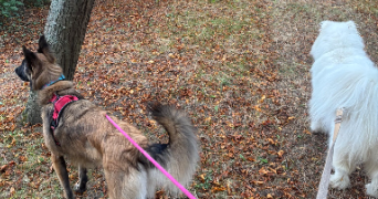 dusan pet sitter à VAUJOURS 93410_2