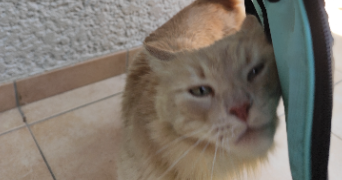 guylène pet sitter à AYSE 74130_5