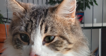 vanessa pet sitter à LAURABUC 11400_0