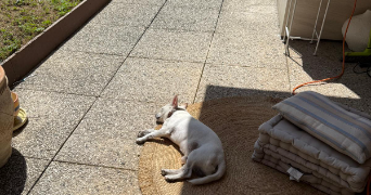 béthanie pet sitter à RUEIL MALMAISON 92500_9
