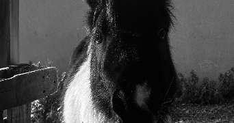camille pet sitter à LAUNAGUET 31140_2