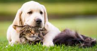 cédric pet sitter à ST POURCAIN SUR SIOULE 03500_1