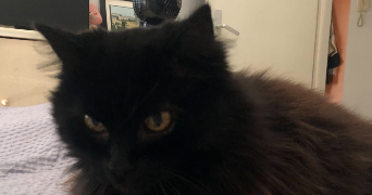 Juliette pet sitter à Aix-en-Provence 13090_4