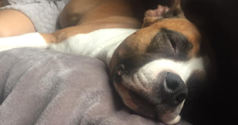 marie dog sitter à PERPIGNAN 66000_2