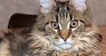 flora pet sitter à ST PIERRE DES FLEURS 27370_3